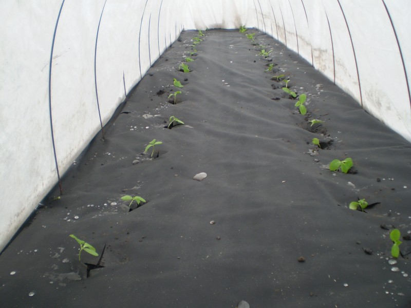 agrovolokno